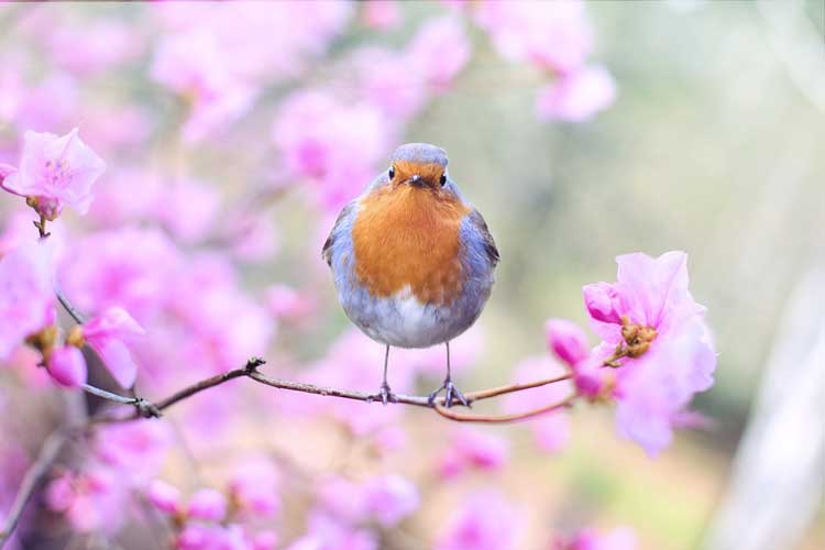 bring-spring-in-your-home